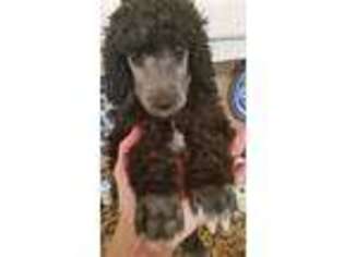 Mutt Puppy for sale in Semmes, AL, USA