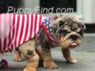Bulldog Puppy for sale in Bedford, IN, USA