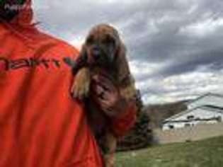 Bloodhound Puppy for sale in Harrisburg, PA, USA