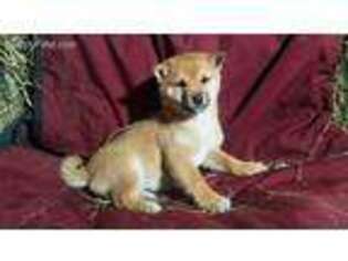 Shiba Inu Puppy for sale in Chariton, IA, USA