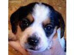 Beagle Puppy for sale in Paris, AR, USA