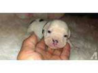 Olde English Bulldogge Puppy for sale in THORNDALE, TX, USA