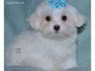 Maltese Puppy for sale in Fort Madison, IA, USA