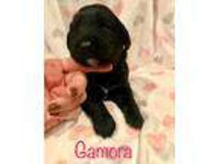 Labradoodle Puppy for sale in Kentwood, LA, USA