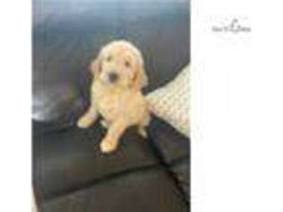 Goldendoodle Puppy for sale in Fort Worth, TX, USA