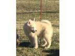 Mutt Puppy for sale in Griswold, IA, USA