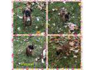Boxer Puppy for sale in Ubly, MI, USA