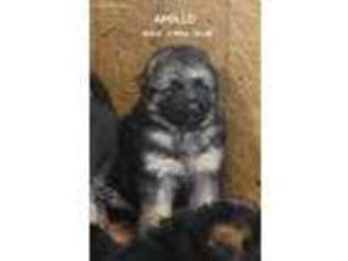 German Shepherd Dog Puppy for sale in Waymart, PA, USA