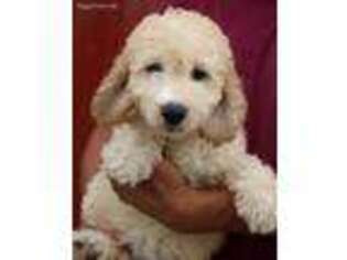 Goldendoodle Puppy for sale in Diamond, MO, USA