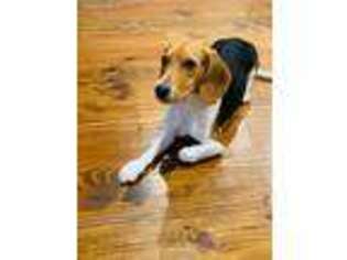 Beagle Puppy for sale in Madison, MS, USA