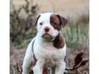 American Bulldog Puppy for sale in Richmond, VA, USA