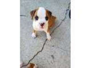 Boxer Puppy for sale in Carsonville, MI, USA