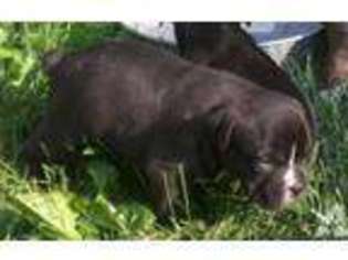 Olde English Bulldogge Puppy for sale in GRAIN VALLEY, MO, USA