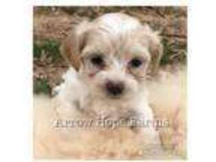 Havanese Puppy for sale in Rockwell, NC, USA