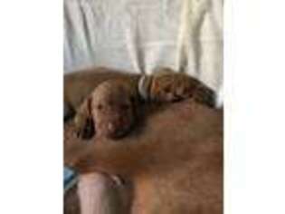 Vizsla Puppy for sale in Tigerton, WI, USA
