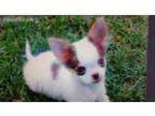 Chihuahua Puppy for sale in Cashmere, WA, USA