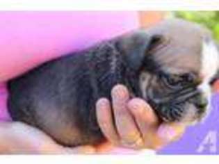 Bulldog Puppy for sale in SUN CITY, CA, USA