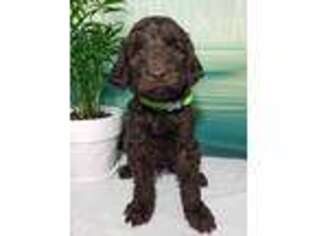 Labradoodle Puppy for sale in Tucson, AZ, USA