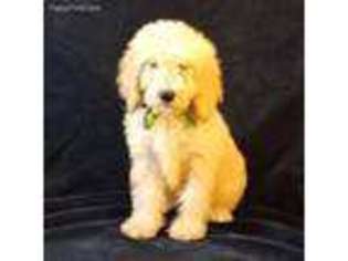 Goldendoodle Puppy for sale in Newport Beach, CA, USA