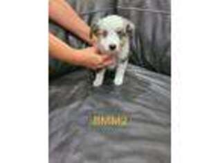 Miniature Australian Shepherd Puppy for sale in Baton Rouge, LA, USA
