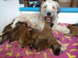 Soft Coated Wheaten Terrier Puppy for sale in Olmstedville, NY, USA