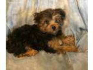 Yorkshire Terrier Puppy for sale in Schriever, LA, USA