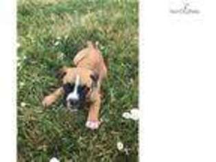Bulldog Puppy for sale in Bozeman, MT, USA