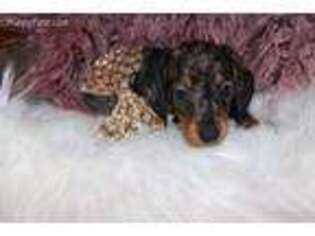 Dachshund Puppy for sale in Sartell, MN, USA