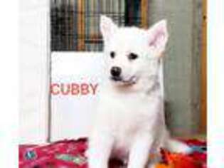 Mutt Puppy for sale in Waukegan, IL, USA