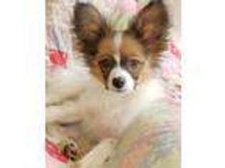 Papillon Puppy for sale in Hattiesburg, MS, USA