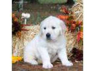 Golden Retriever Puppy for sale in Albany, OH, USA