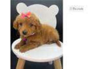 Mutt Puppy for sale in Little Rock, AR, USA