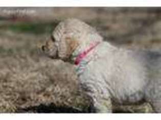 Goldendoodle Puppy for sale in Harviell, MO, USA