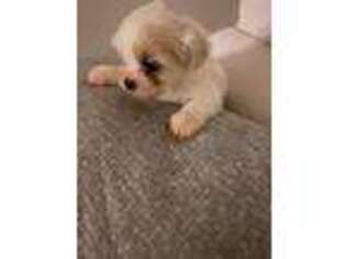 Mutt Puppy for sale in Tolleson, AZ, USA
