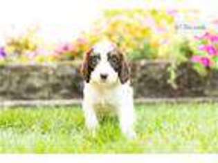 Springerdoodle Puppy for sale in South Bend, IN, USA