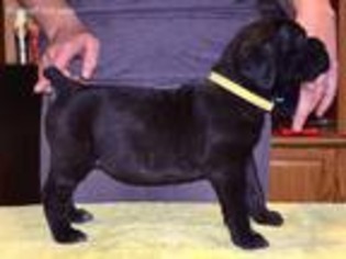 Cane Corso Puppy for sale in Lisbon, OH, USA