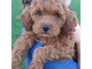Cavapoo Puppy for sale in Howe, IN, USA