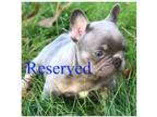 French Bulldog Puppy for sale in Chesterfield, VA, USA