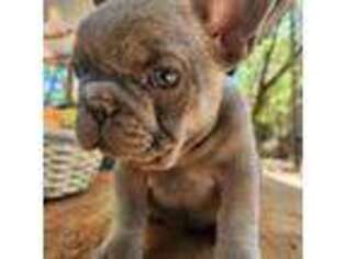 French Bulldog Puppy for sale in Cave Junction, OR, USA