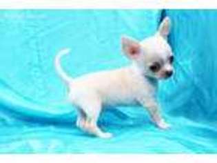 Chihuahua Puppy for sale in Corona, CA, USA