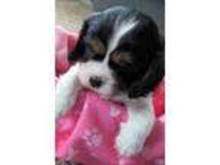Cavalier King Charles Spaniel Puppy for sale in Camden, IN, USA