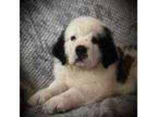 Saint Bernard Puppy for sale in Frankfort, IN, USA