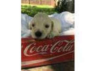 Goldendoodle Puppy for sale in Walland, TN, USA