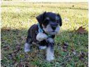 Mutt Puppy for sale in Anniston, AL, USA