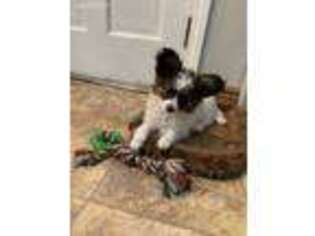 Papillon Puppy for sale in Londonderry, NH, USA