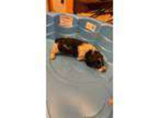 Dachshund Puppy for sale in Rose Bud, AR, USA