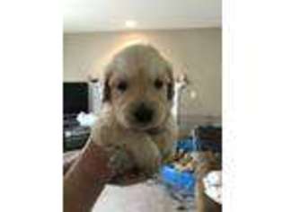 Golden Retriever Puppy for sale in Albany, OR, USA