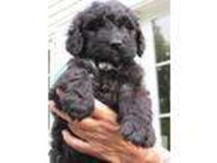 Mutt Puppy for sale in PLYMOUTH, NH, USA