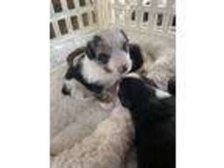 Miniature Australian Shepherd Puppy for sale in Winchester, VA, USA