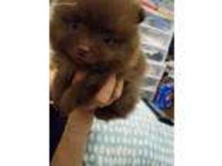 Pomeranian Puppy for sale in Mountain View, CA, USA